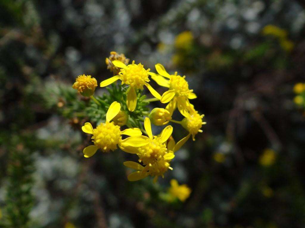 Image of Euryops virgineus (L. fil.) Less.