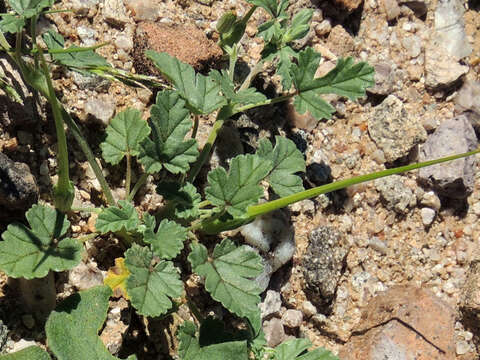 Image of Texas stork's bill