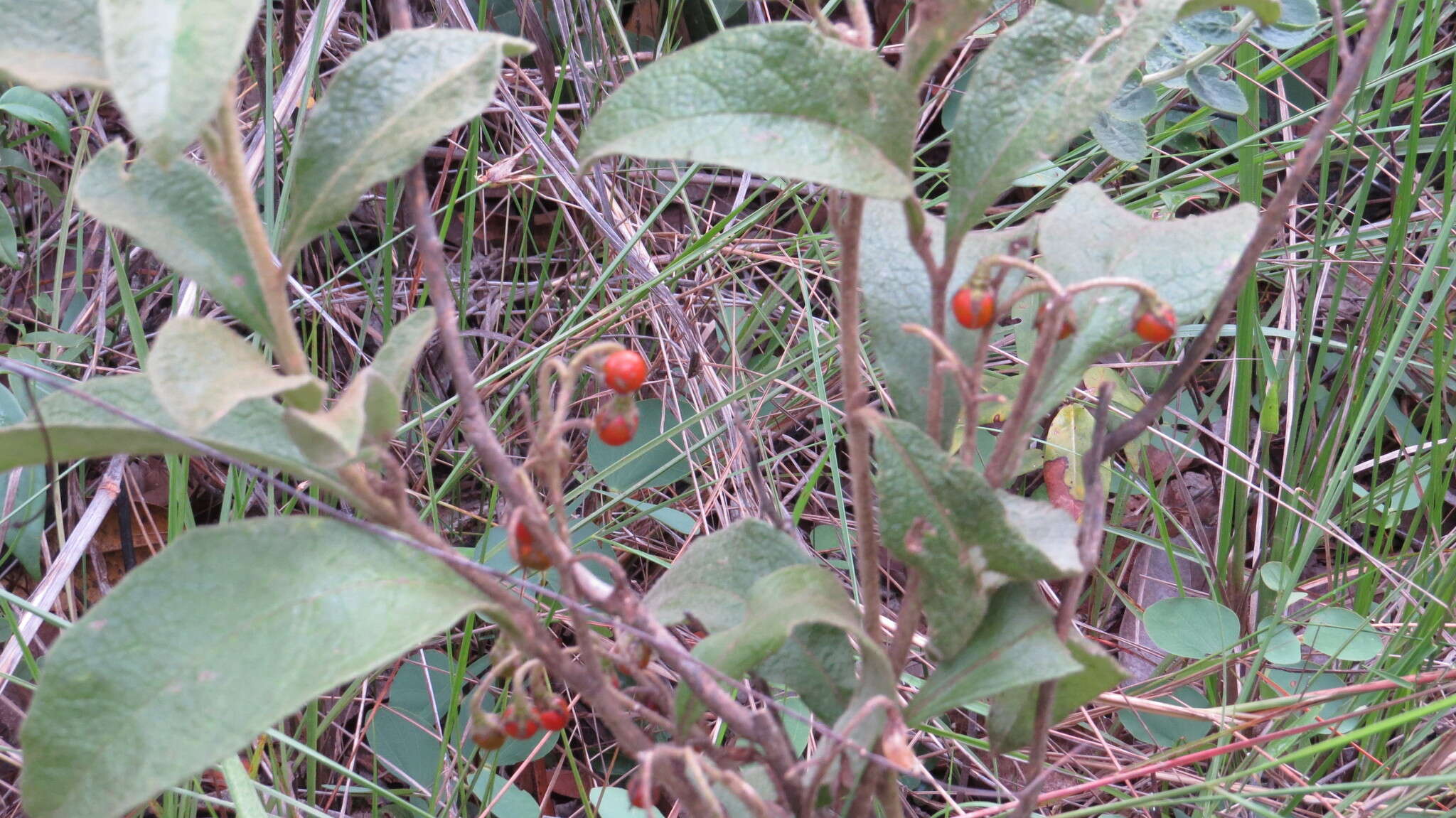 صورة Solanum subumbellatum Vell.