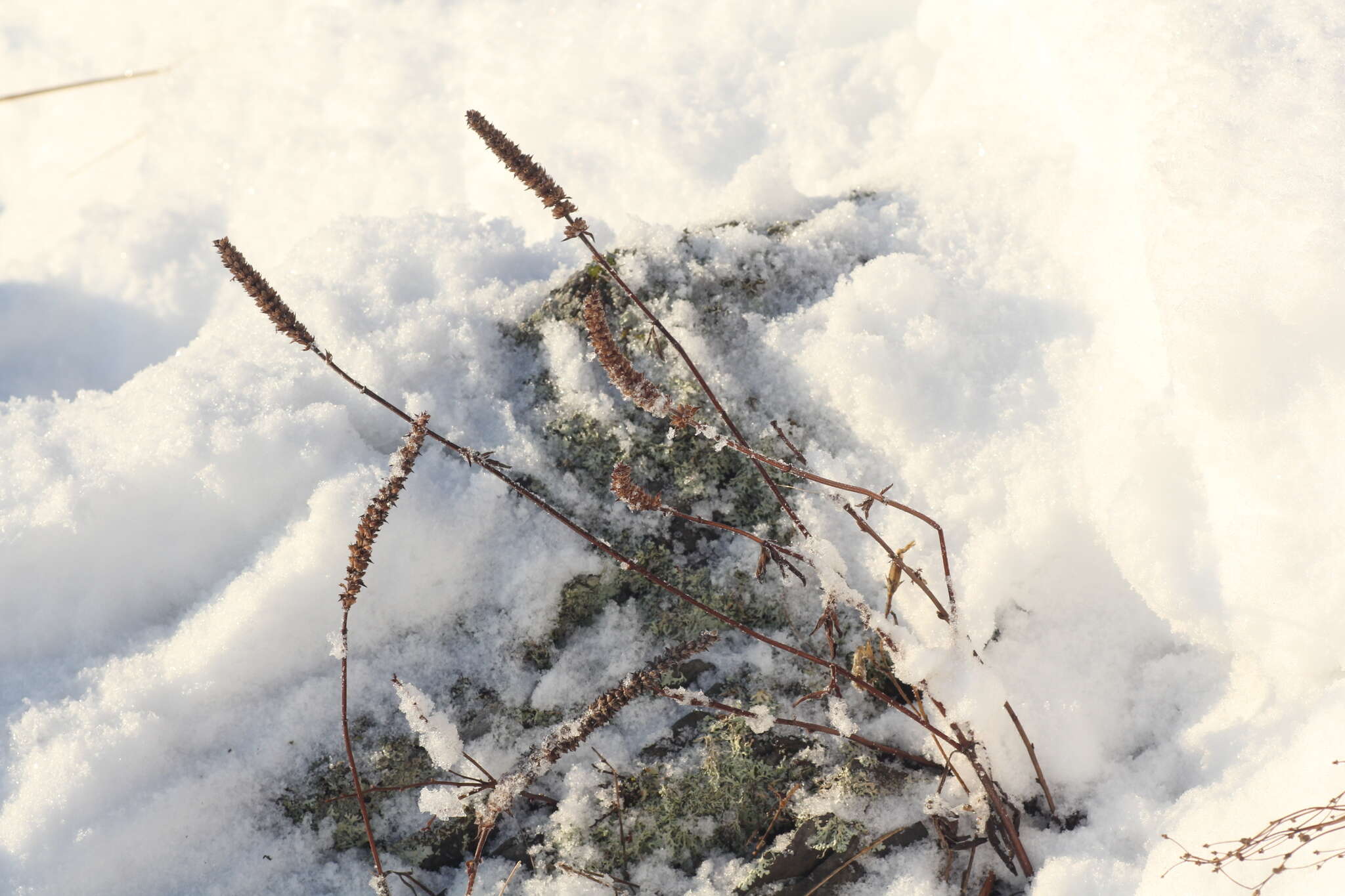 Image of Nepeta multifida L.