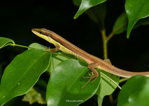 Image of Java Grass Lizard