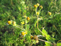 Image of Smooth peruvian daisy