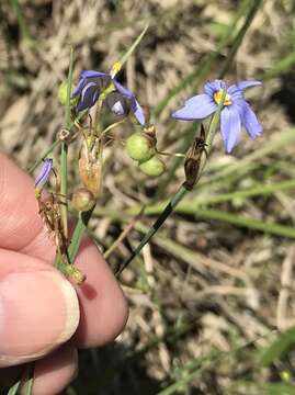 Image of Spear-Bract Blue-Eyed-Grass