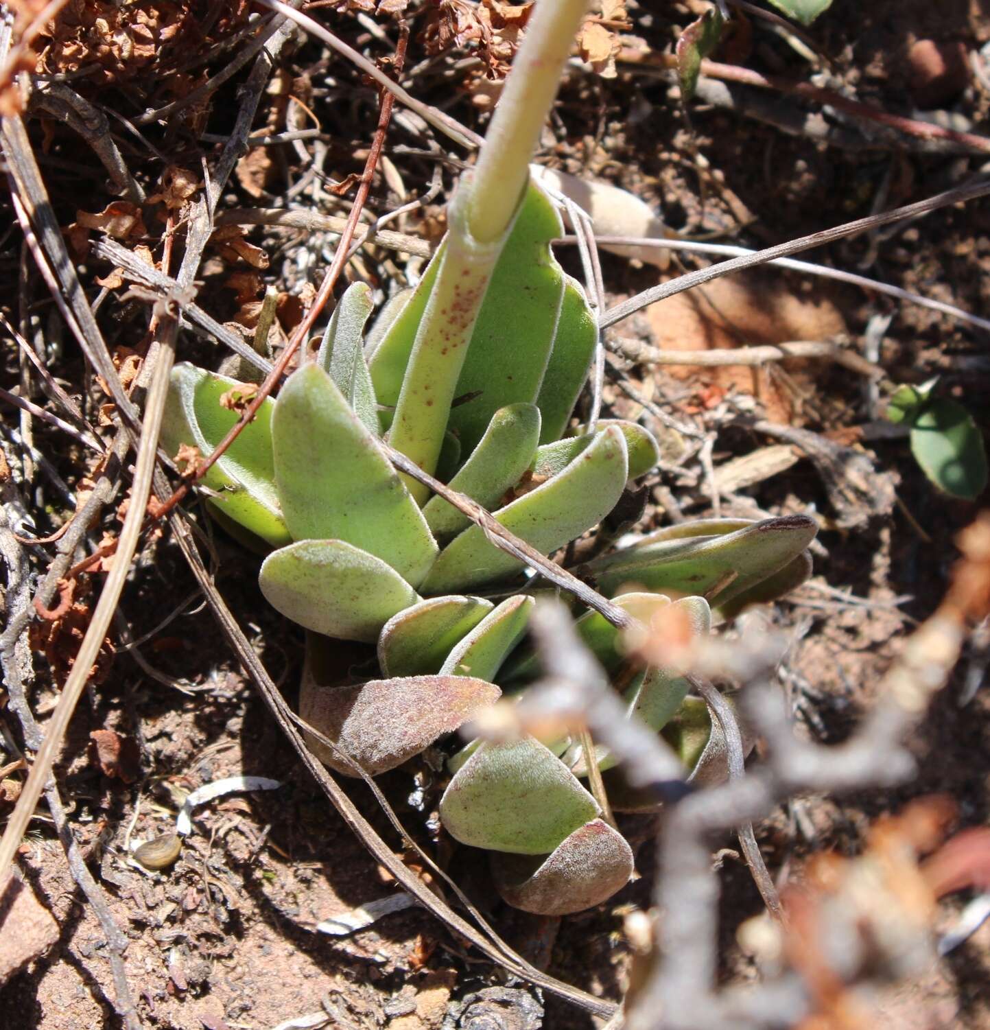 Image of Redleaf crassula