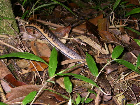 Sivun Liopholidophis Mocquard 1904 kuva