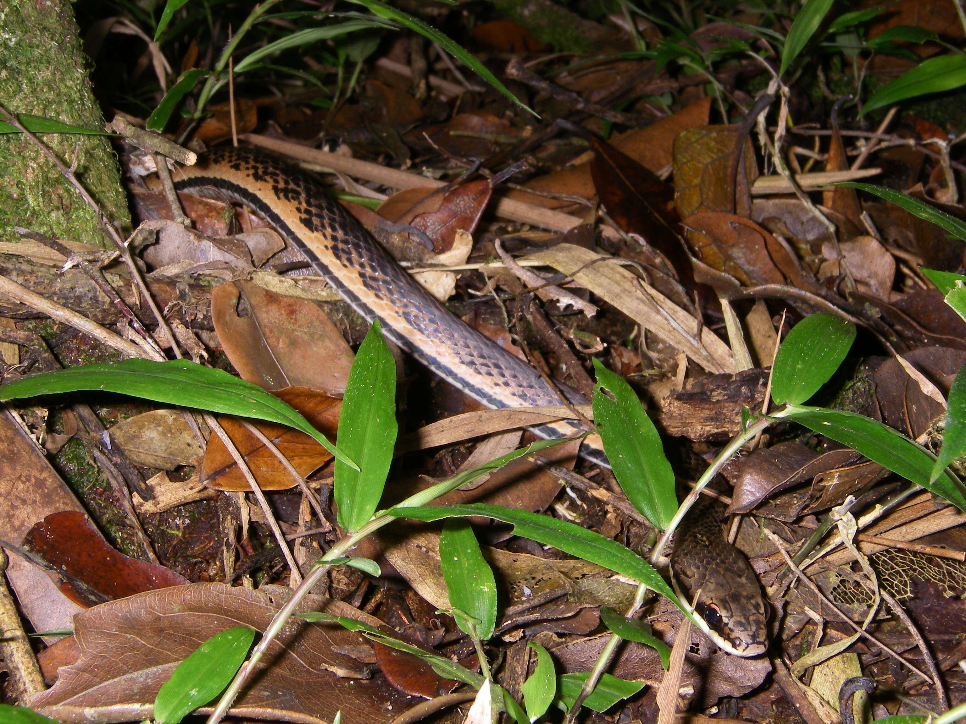 Image of Liopholidophis Mocquard 1904