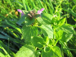 Image of common chickweed