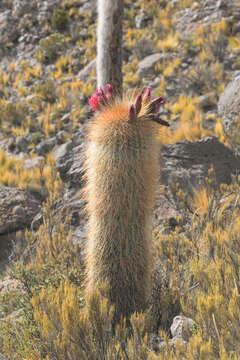 Imagem de Echinopsis tarijensis (Vaupel) H. Friedrich & G. D. Rowley