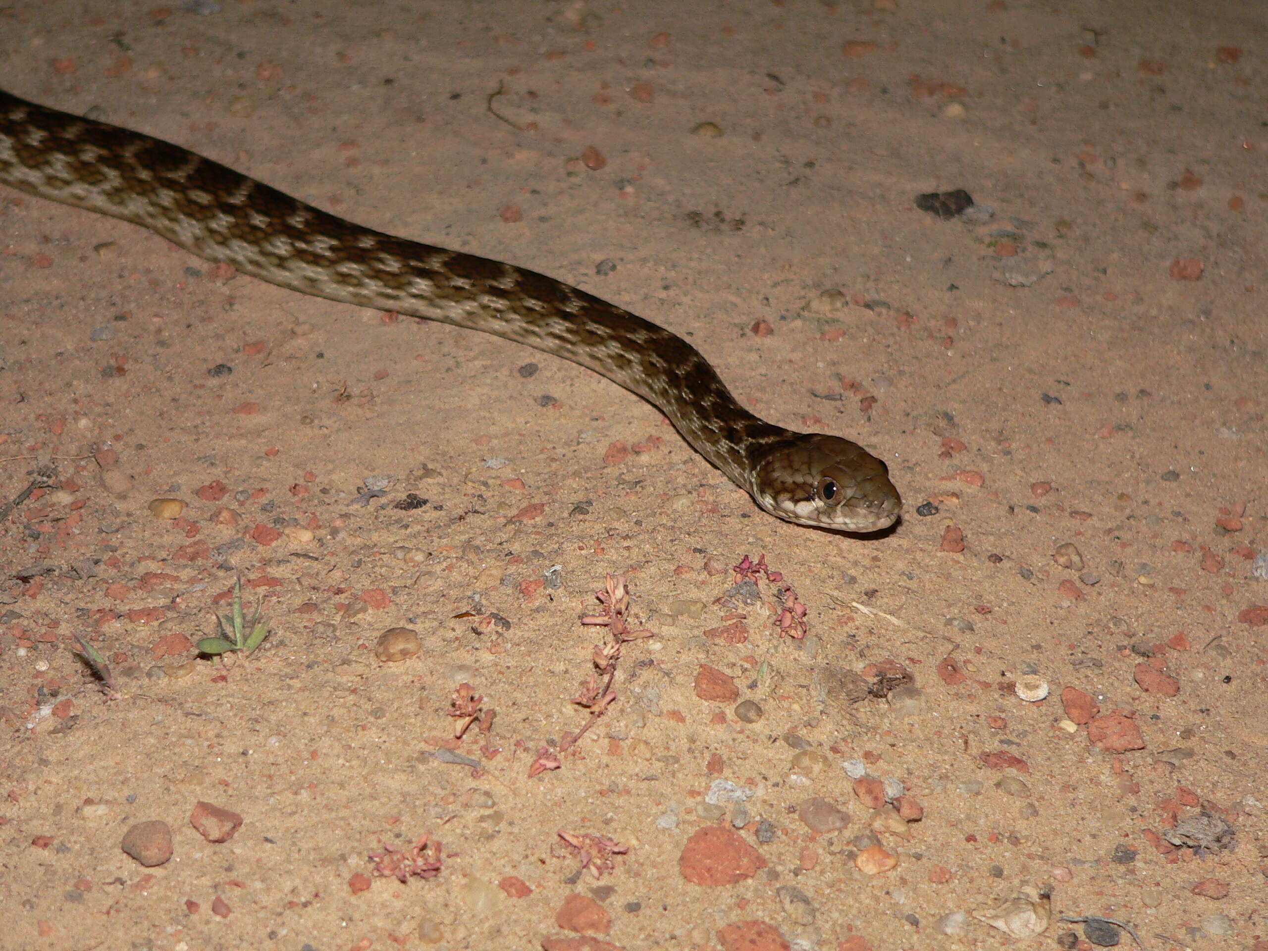 Image of Madagascarophis Mertens 1952