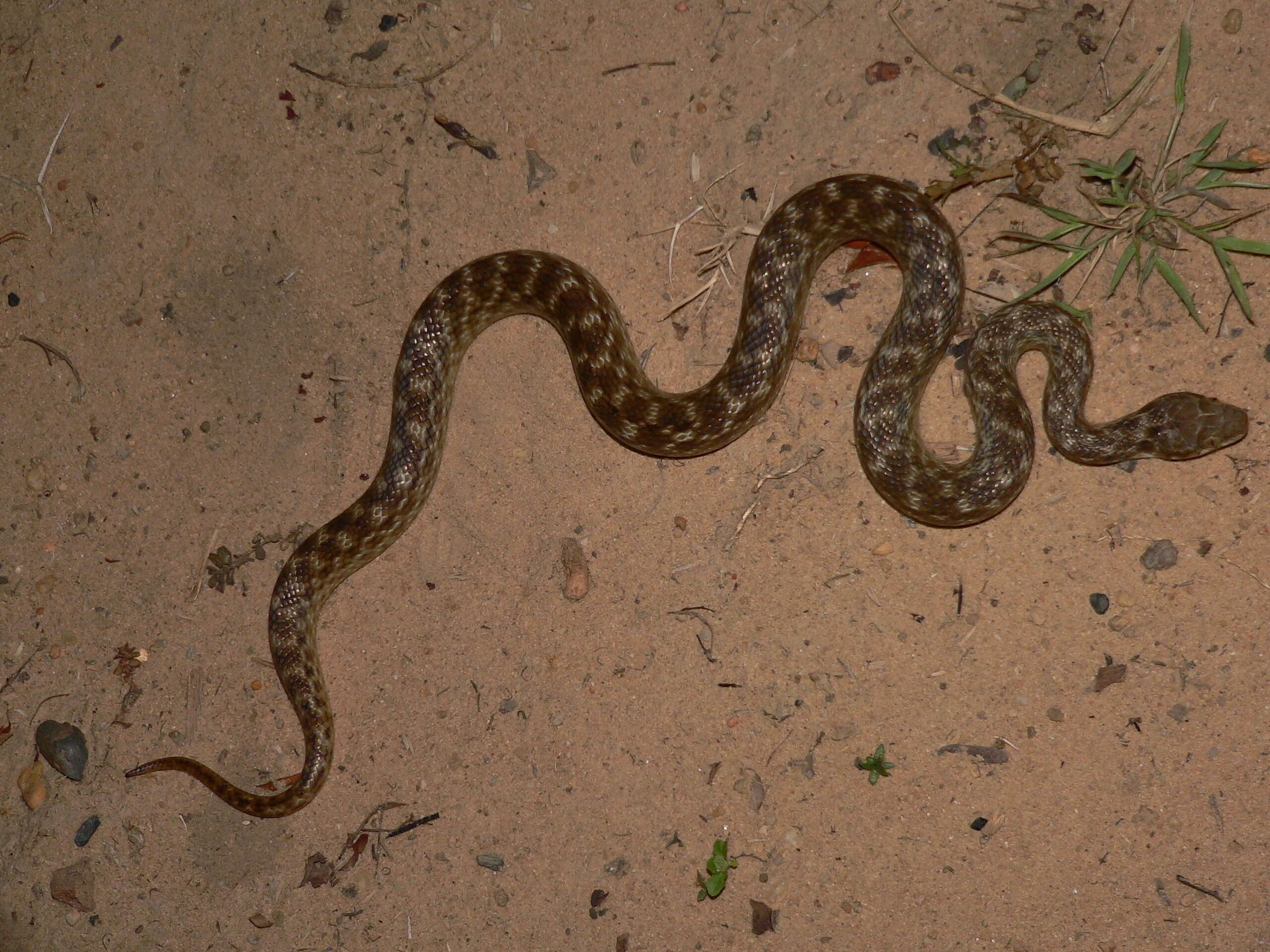 Image of Madagascarophis Mertens 1952