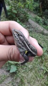 Image of Teapen Rosebelly Lizard