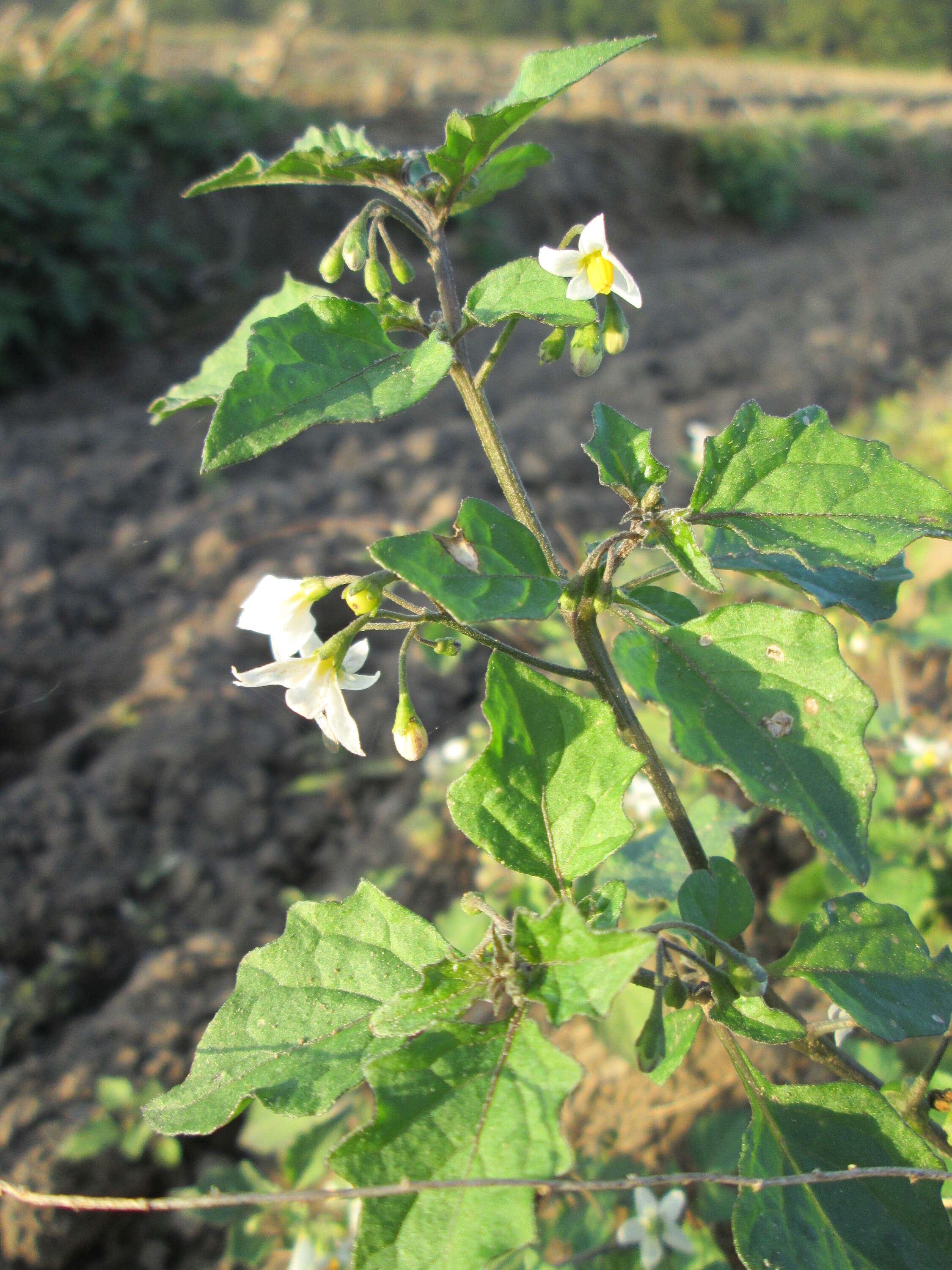 Plancia ëd Solanum nigrum L.