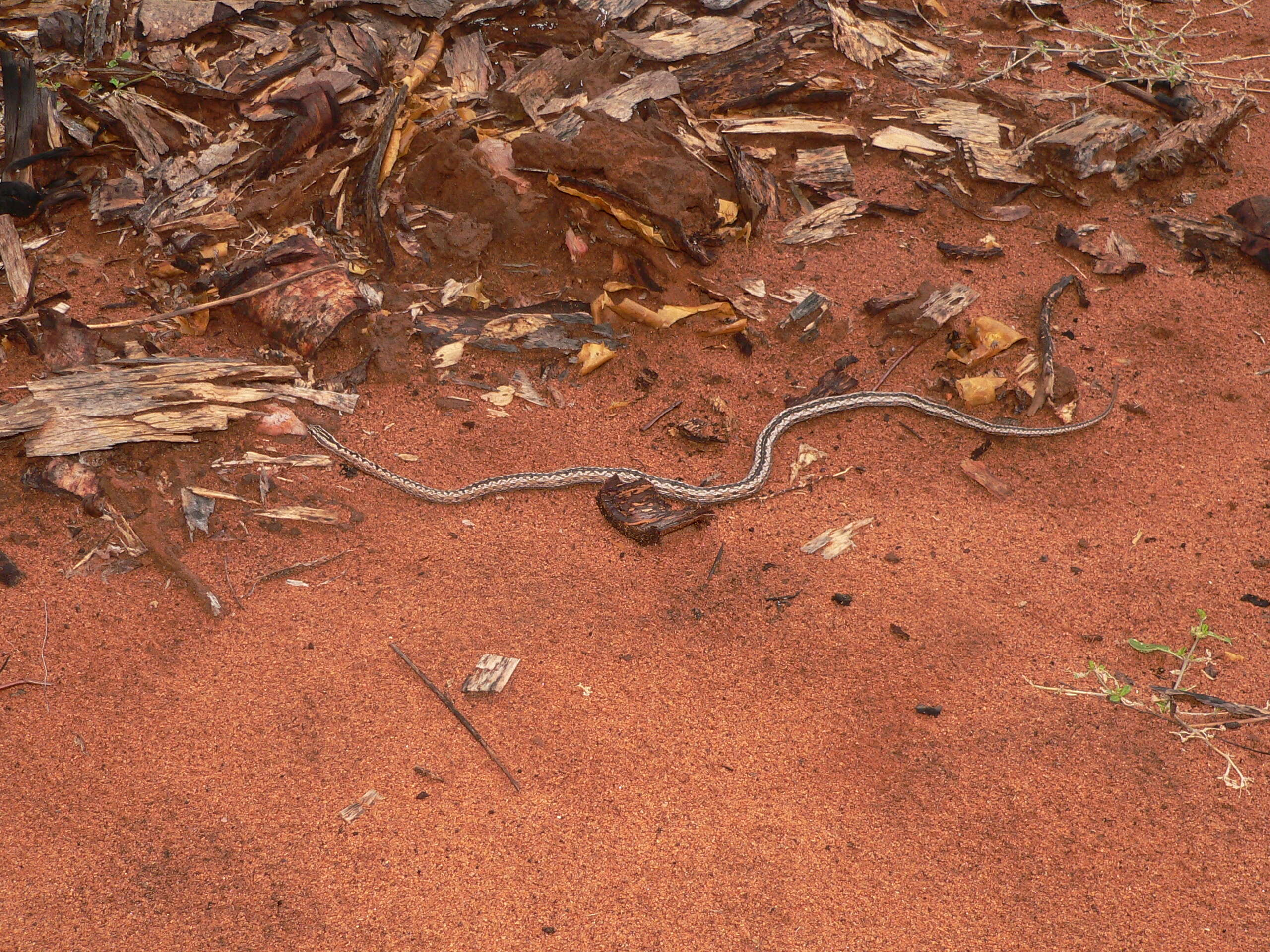 Image of Mimophis Günther 1868