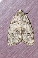 Image of Little White Lichen Moth