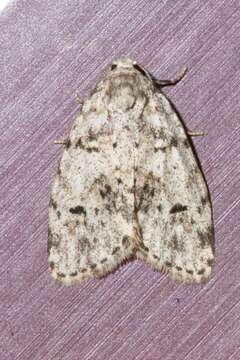 Image of Little White Lichen Moth