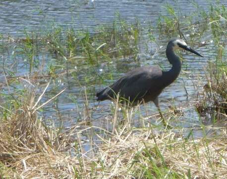 Image of White-faced Heron