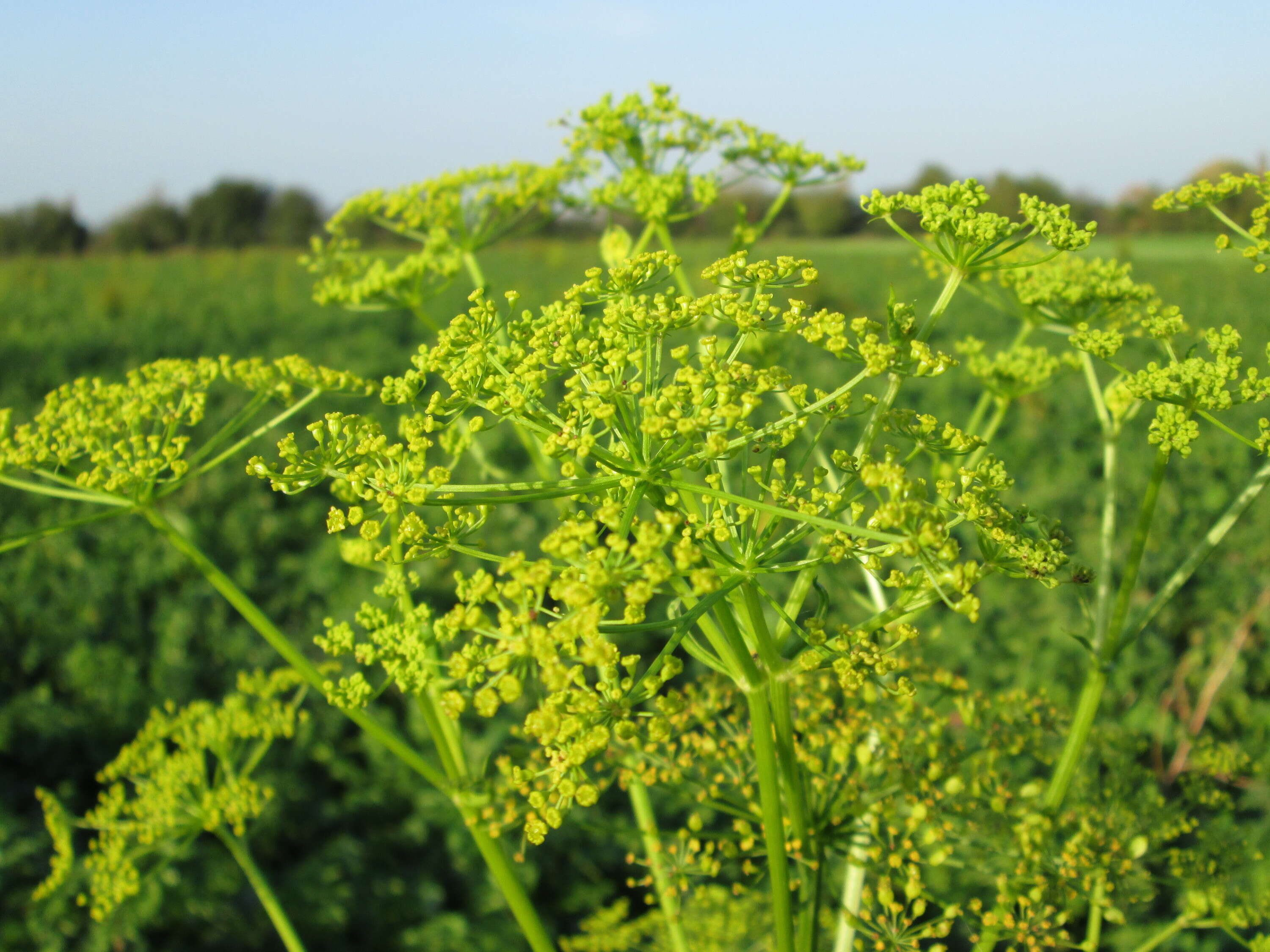 Image of wild parsnip