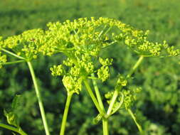 Image of wild parsnip