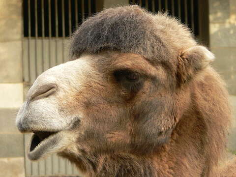 Image of Bactrian camel