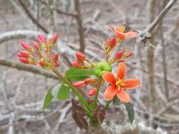 Image of Jatropha nudicaulis Benth.