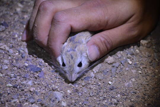 Image of Indian Gerbil