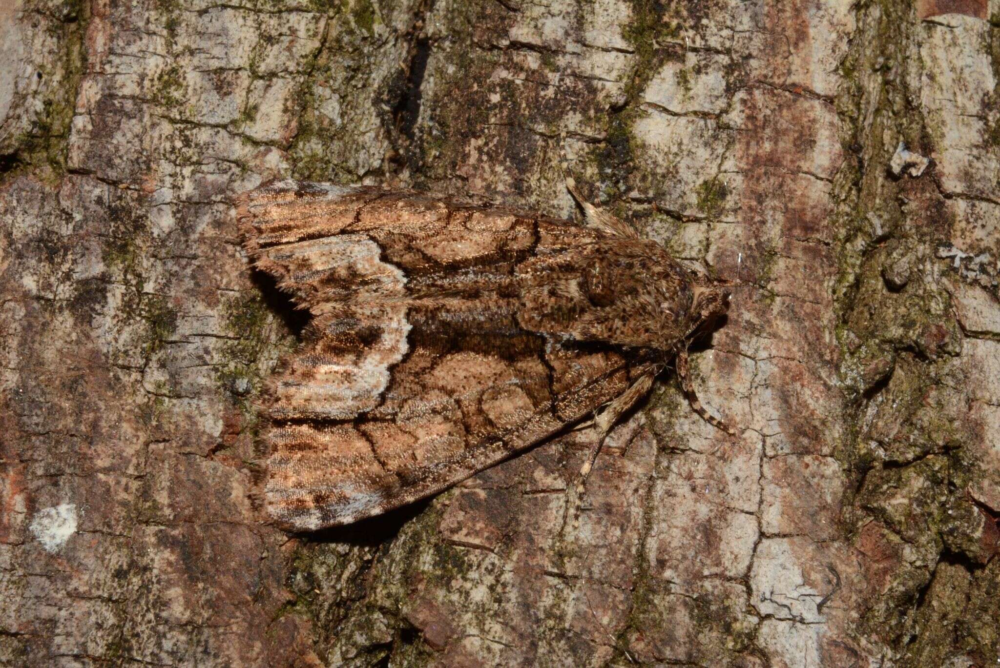 Image of Cropia connecta Smith 1894