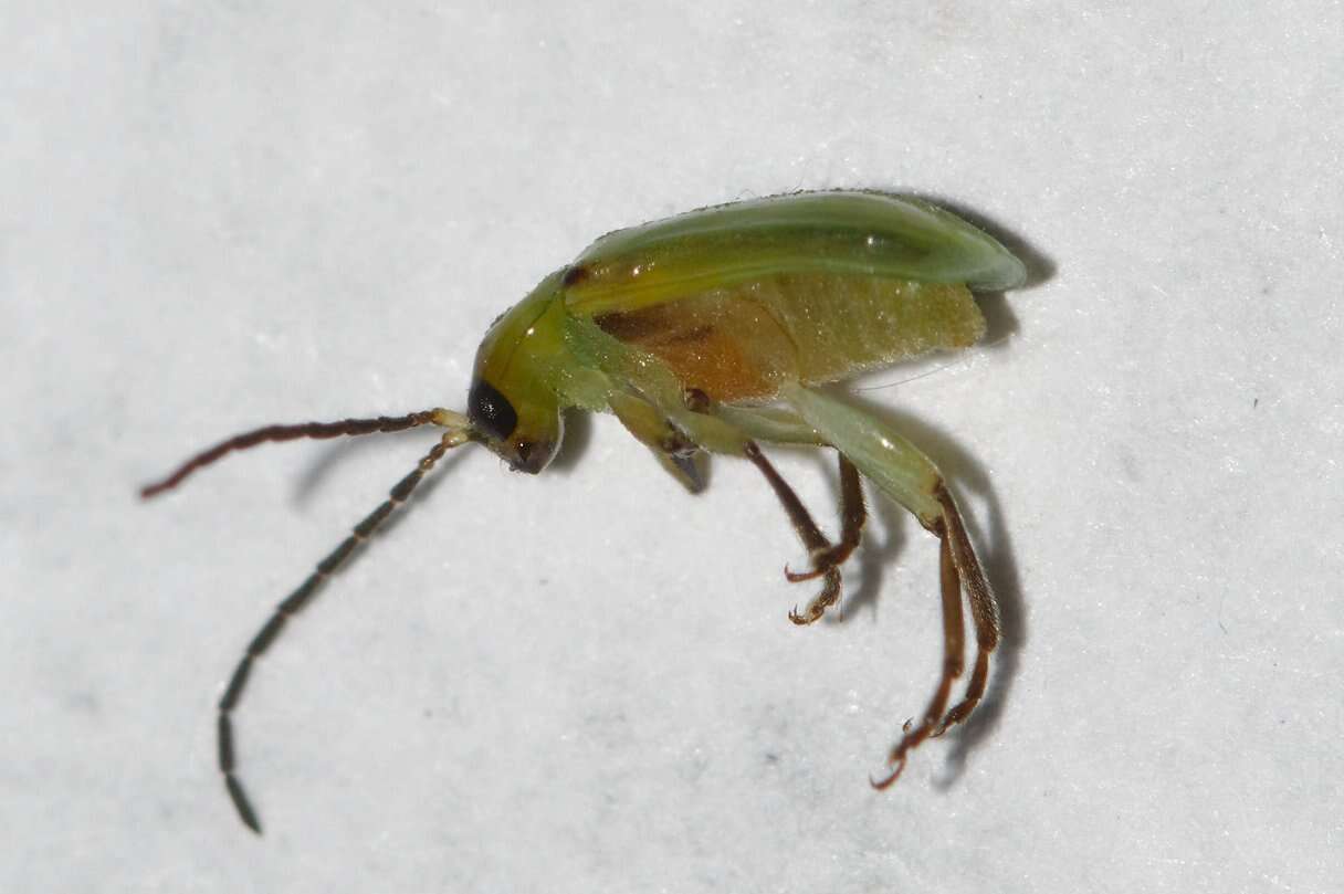 Image of Northern Corn Rootworm