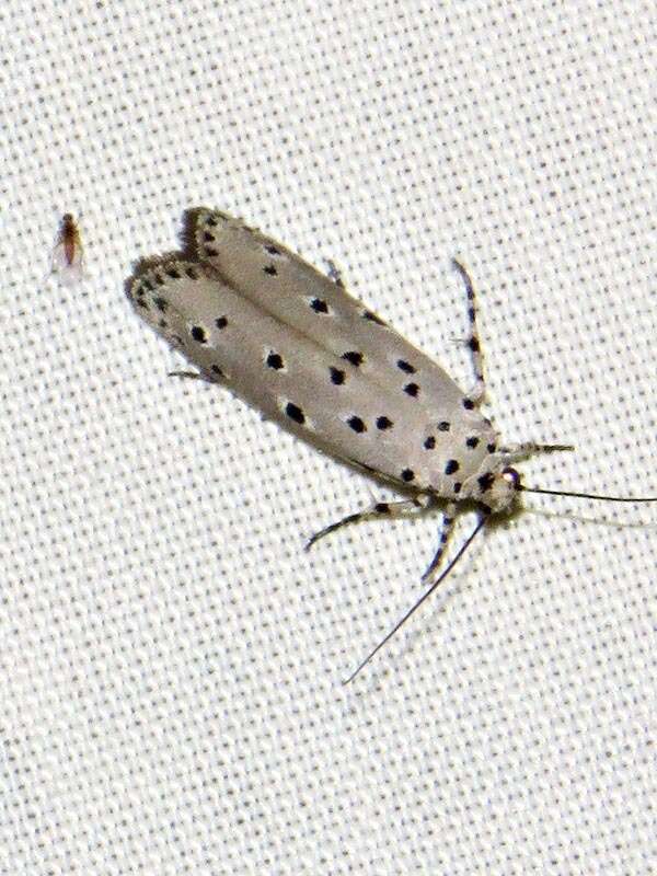 Image of Ethmia circumdatella Walker 1863