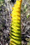 Polypodium pellucidum Kaulf.的圖片