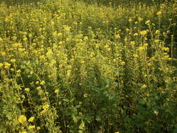 Image of white mustard