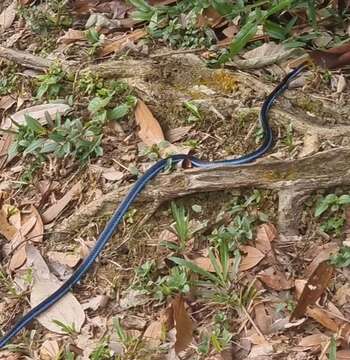 Image of Blue Coral Snake