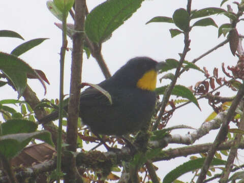 Image of Purplish-mantled Tanager