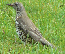 Image of Mistle Thrush