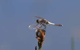 Leucorrhinia caudalis (Charpentier 1840) resmi