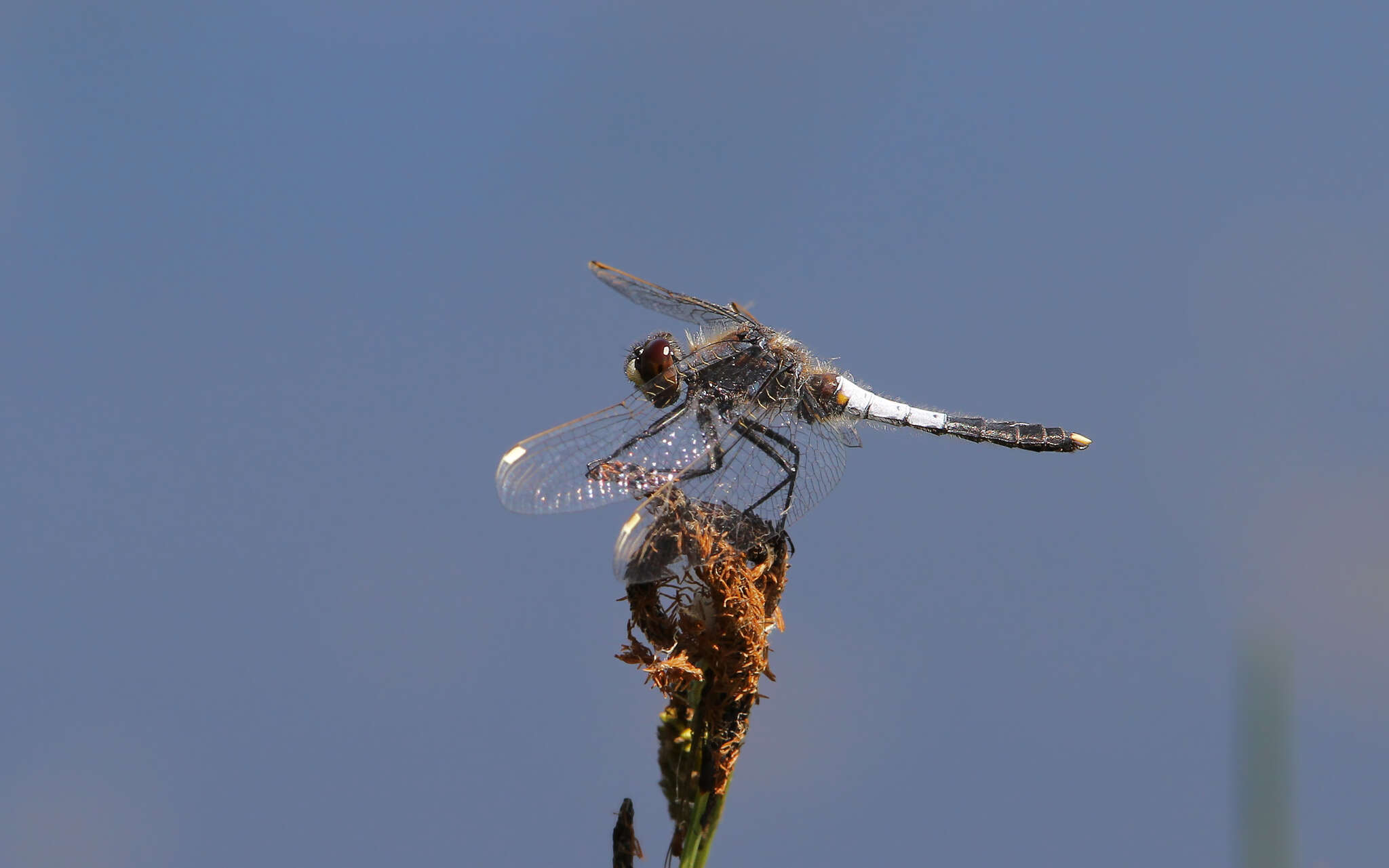 Leucorrhinia caudalis (Charpentier 1840) resmi