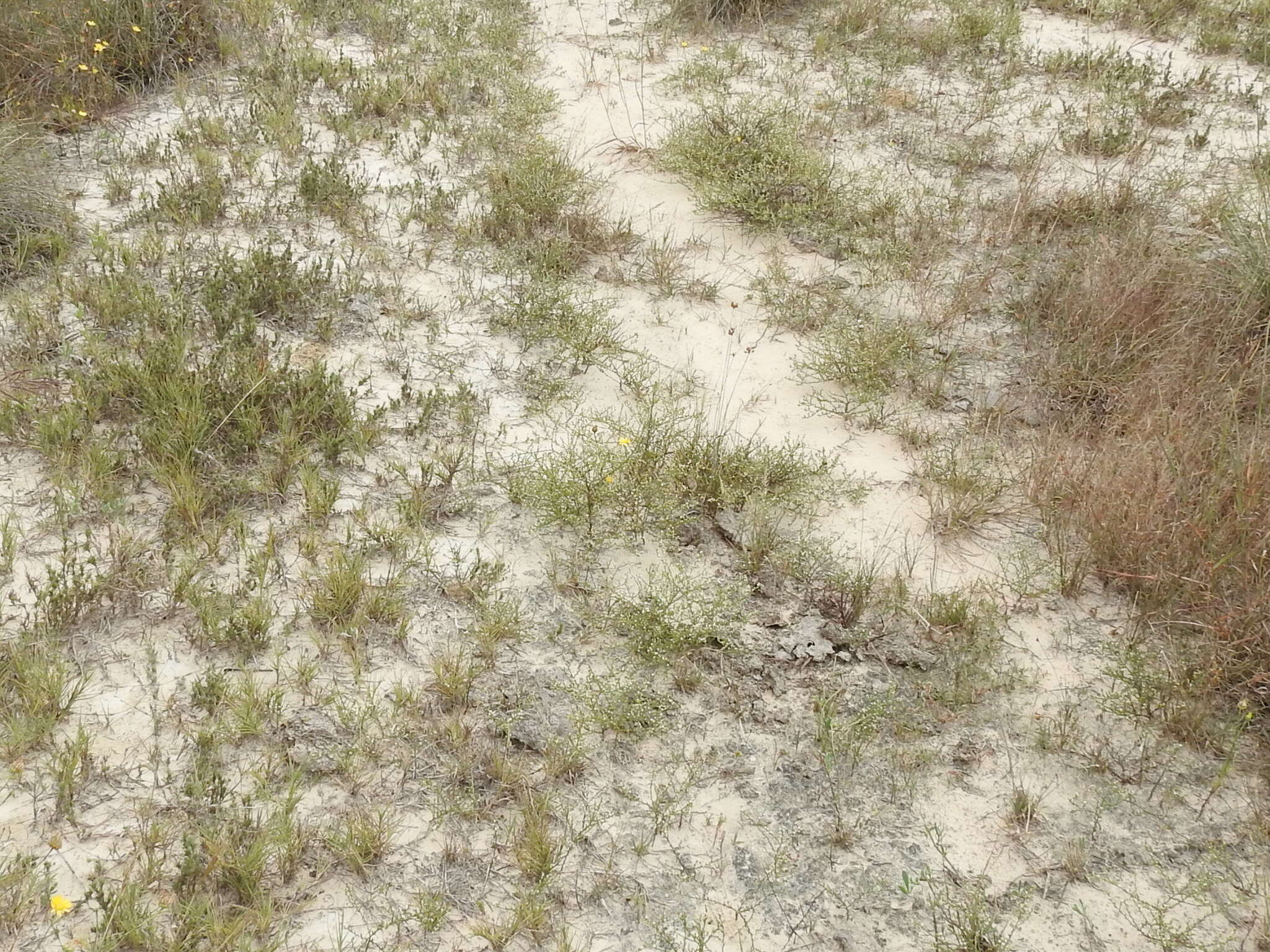 Image of threeflower snakeweed