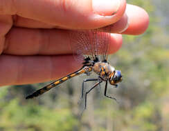 Image of Beaverpond Baskettail