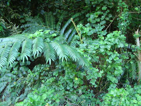 Image of angiopteris fern