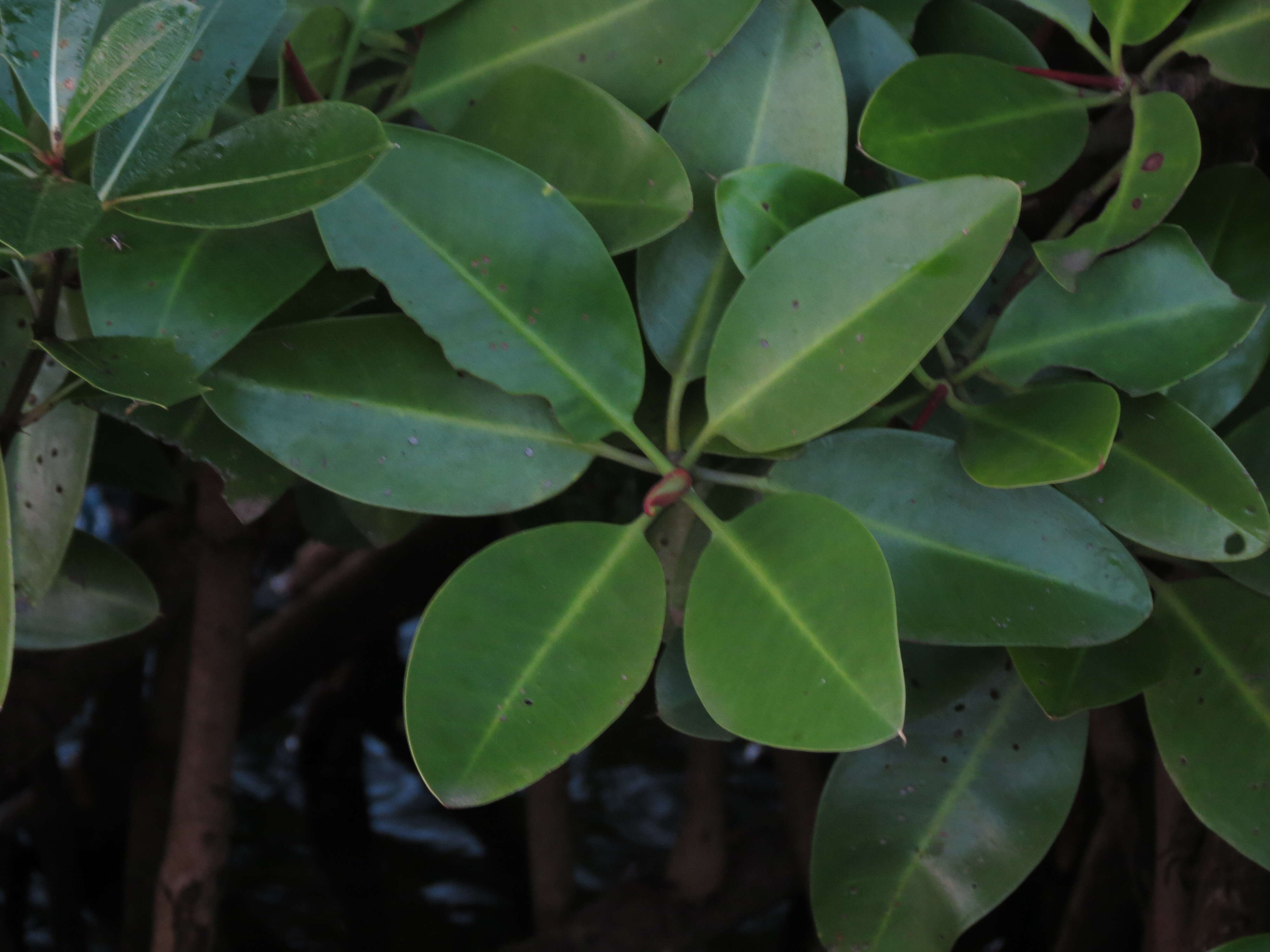 Image of Mangrove