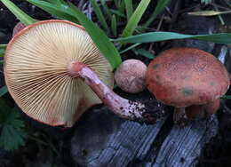 Image of Gymnopilus thiersii M. T. Seidl 1989