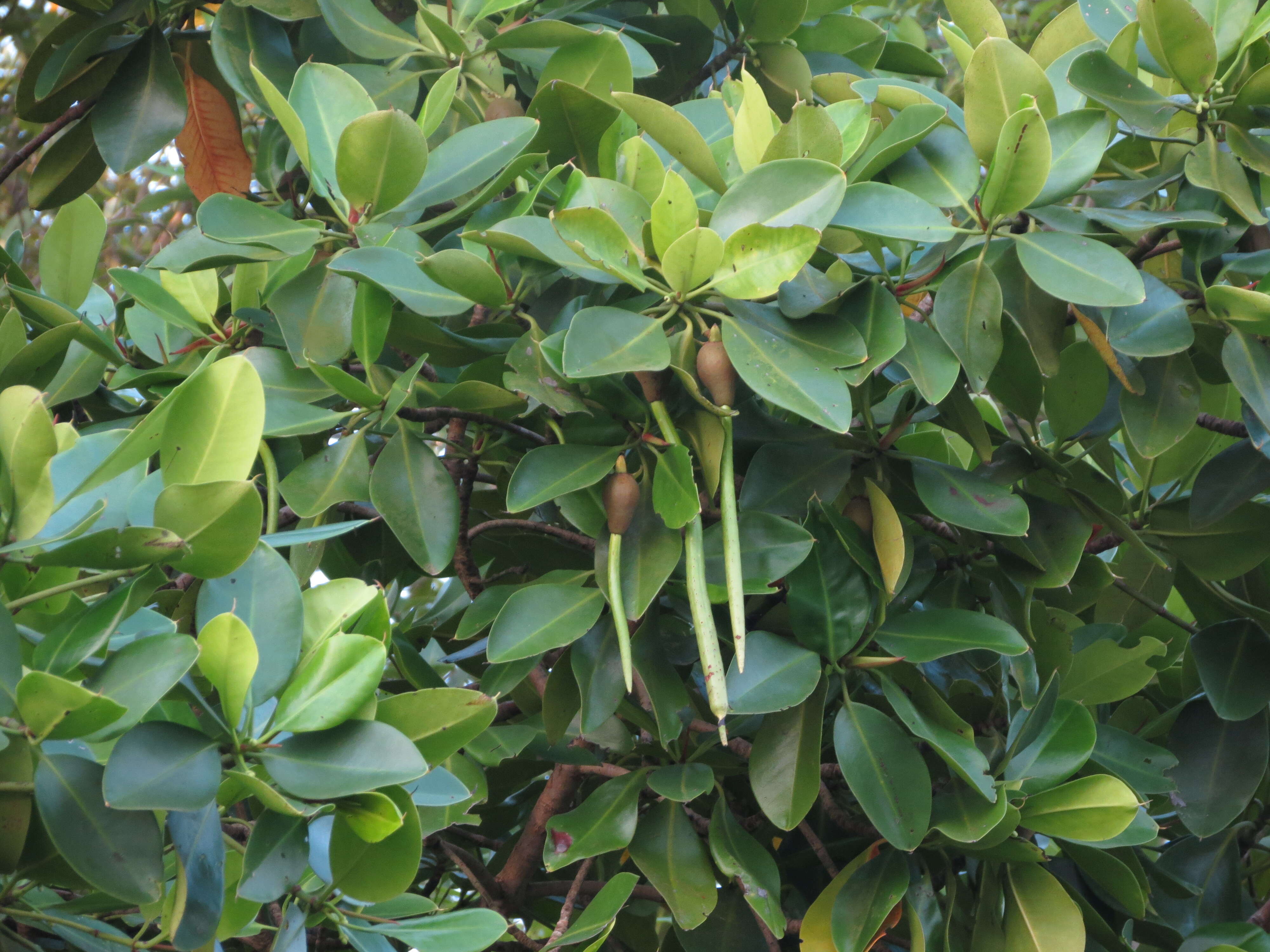 Image of Mangrove