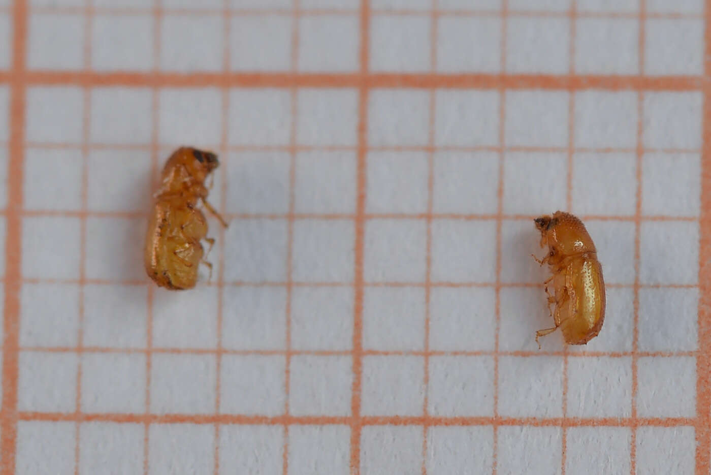 Image of Six-toothed spruce bark beetle