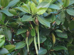 Image of Mangrove