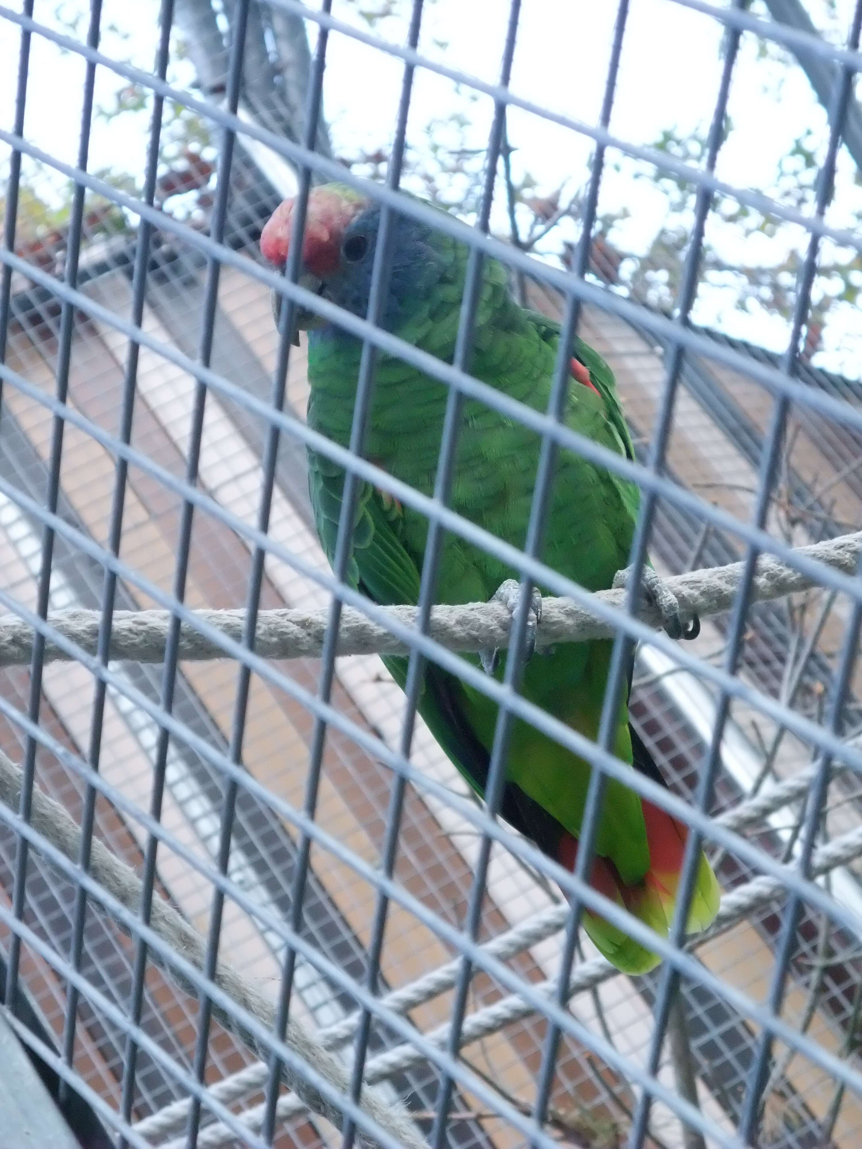 Image of Red-tailed Parrot, Red-tailed Amazon