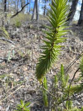 Image of Melichrus adpressus A. Cunn. ex DC.