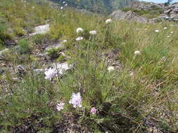 Image of Lomelosia austroaltaica (Bobrov) J. Soják