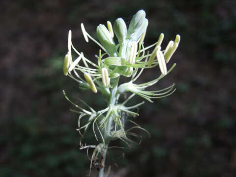 Image of Agave littoralis (García-Mend., A. Castañeda & S. Franco) Thiede & Eggli