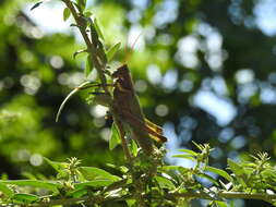 Image of Coryacris angustipennis (Bruner & L. 1900)