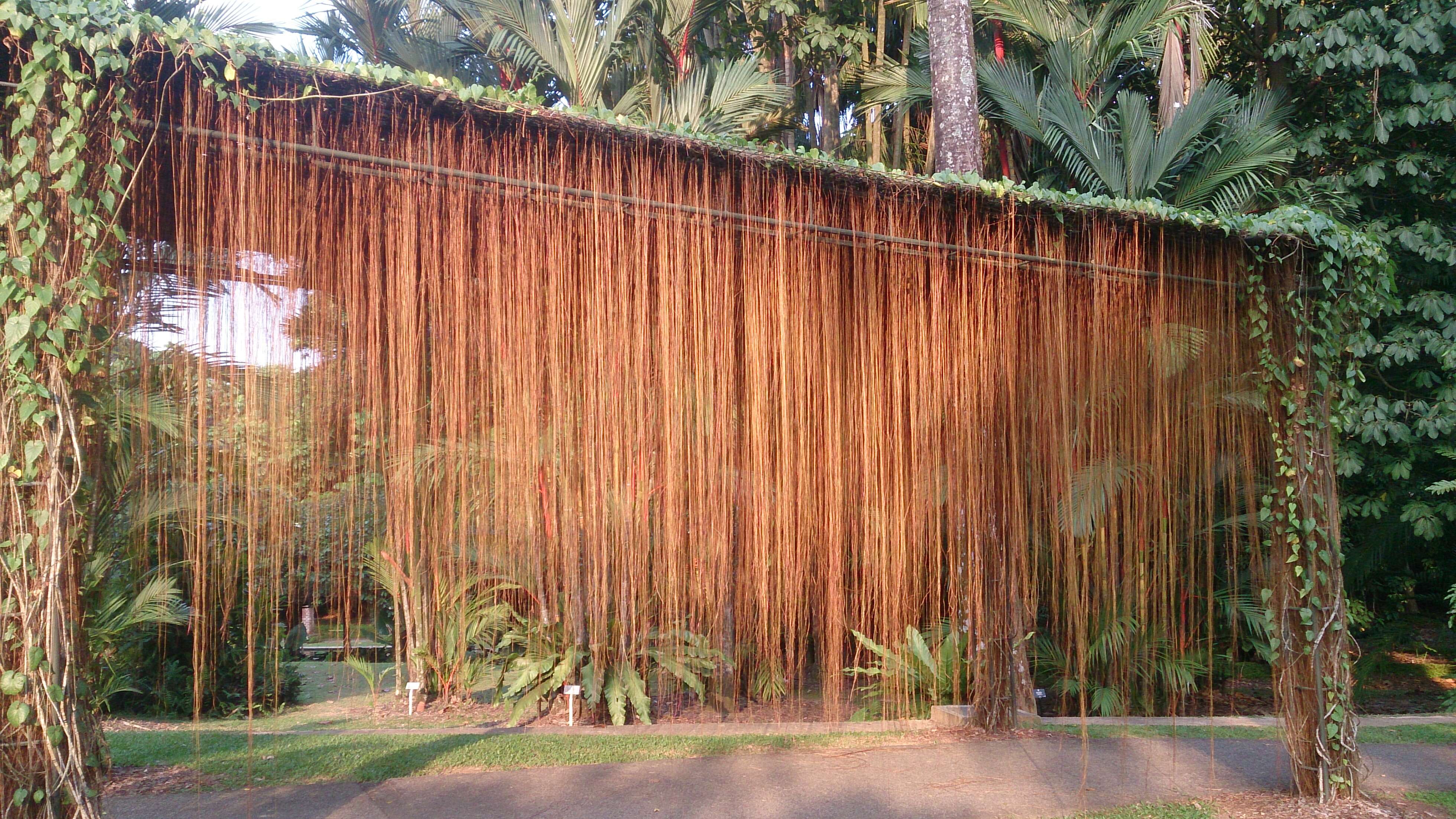 Cissus verticillata (L.) Nicolson & C. E. Jarvis resmi