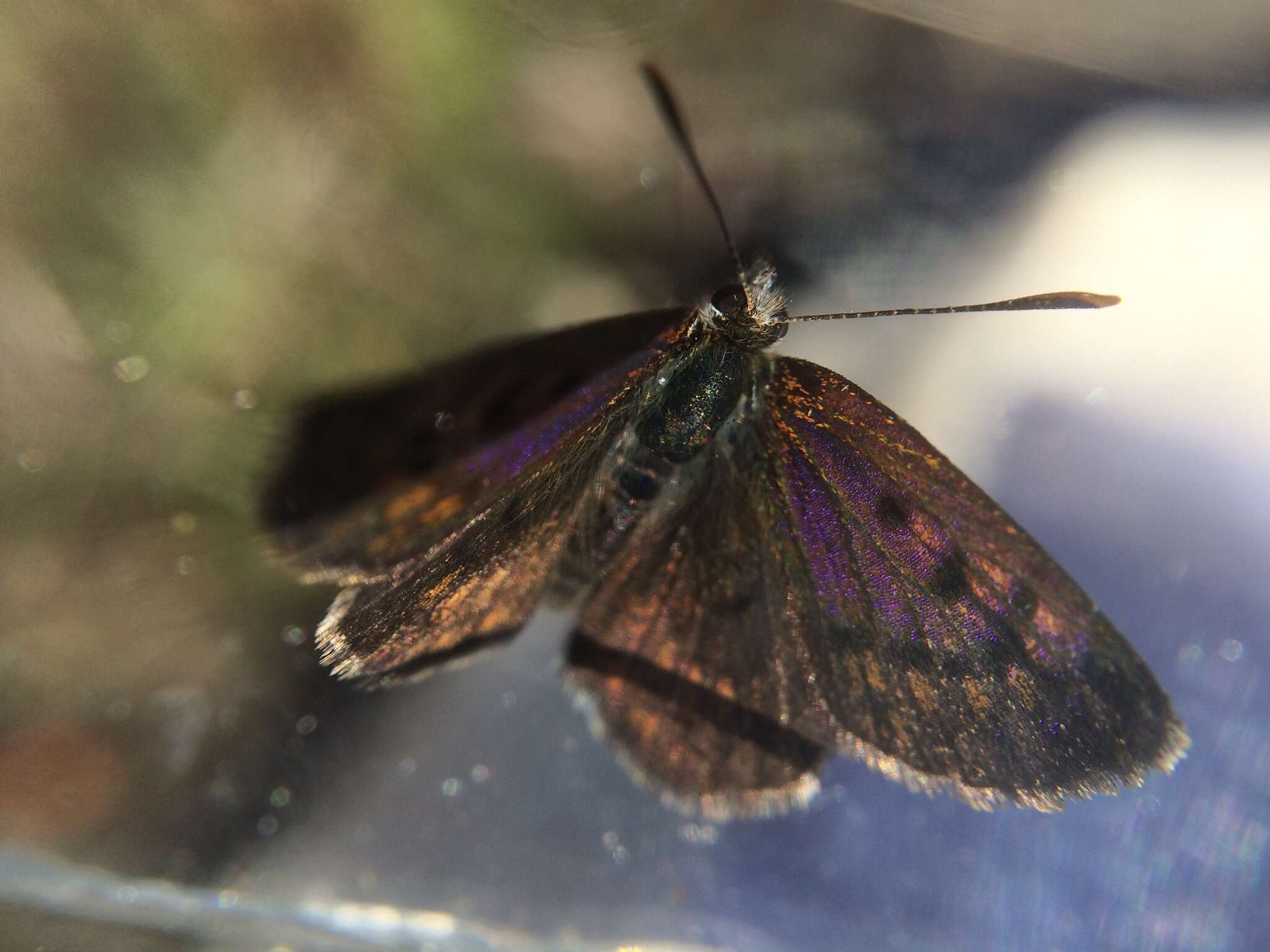 Image de Lycaena boldenarum White 1862